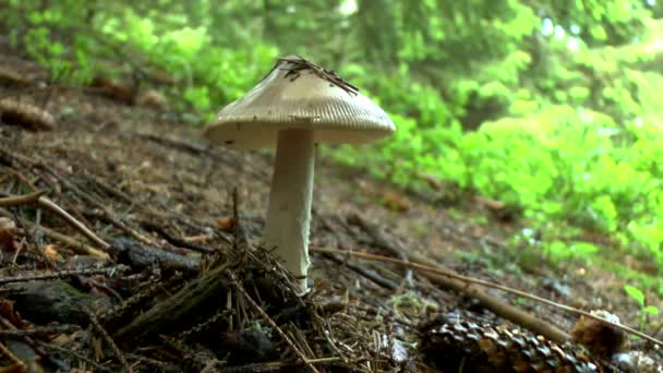 Jeune champignon comestible russula sur le fond de la forêt . — Video