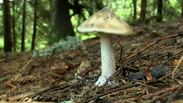 Young edible mushroom russula on the background of the forest. — Stock Video