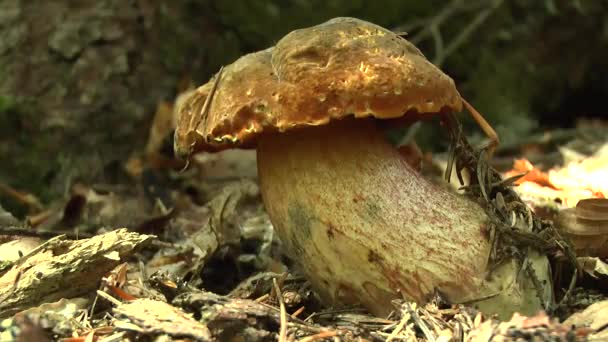 Un champignon comestible Bolete avec la lumière du soleil clignotant sur le capot . — Video
