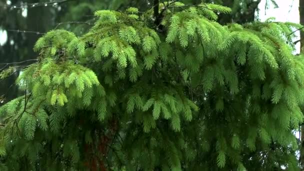 Chuva na floresta: um ramo de abeto contra o fundo da chuva caindo . — Vídeo de Stock