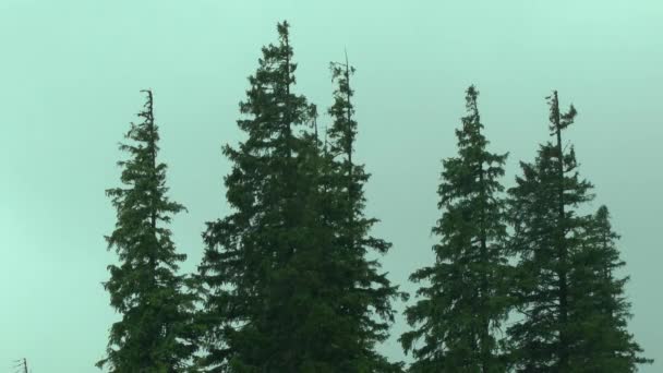 Lluvia en el bosque: arroyos de lluvia caen sobre el fondo de abeto . — Vídeos de Stock