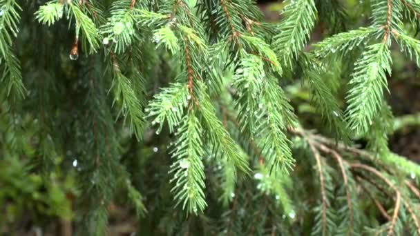 Regen in het bos: de druppels schijnen op de vuren tak tussen de naalden. — Stockvideo