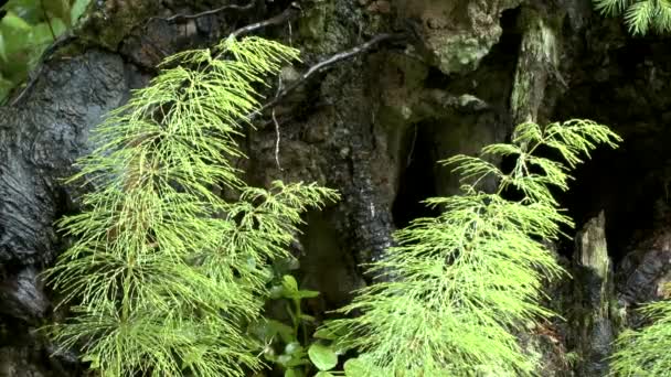 Chuva na floresta: gotas caem sobre as plantas Cavalinha de madeira . — Vídeo de Stock