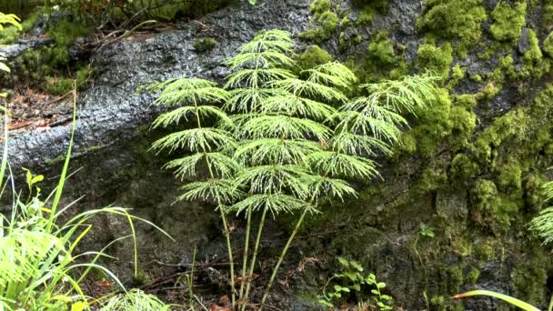 Pioggia nella foresta: gocce cadono sulle piante Equiseto di legno, colpo largo . — Video Stock