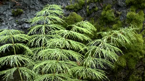 雨在森林: 下落在植物木头马尾, 中等射击. — 图库视频影像