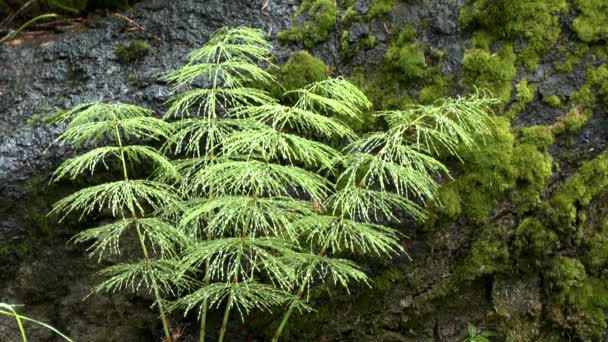 Regen in het bos: druppels vallen op planten hout paardestaart, middellange schot. — Stockvideo