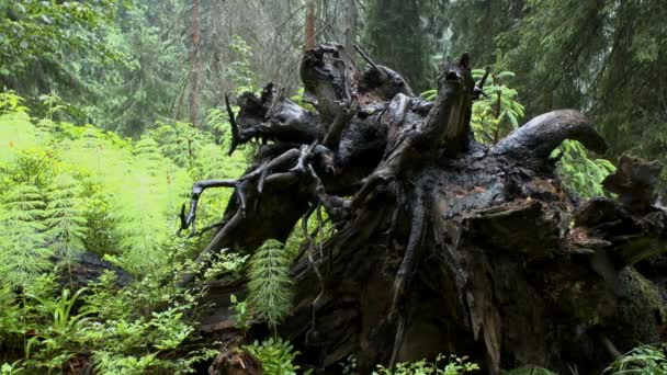 Lluvia en el bosque: Raíces retorcidas de un árbol . — Vídeo de stock