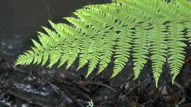 Lluvia en el bosque: Caen gotas sobre las hojas del helecho vegetal, primer plano . — Vídeos de Stock