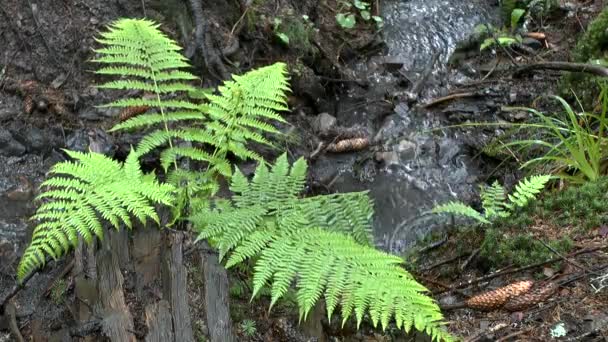 Lluvia en el bosque: Caen gotas sobre las hojas del helecho de la planta, de tiro ancho . — Vídeos de Stock