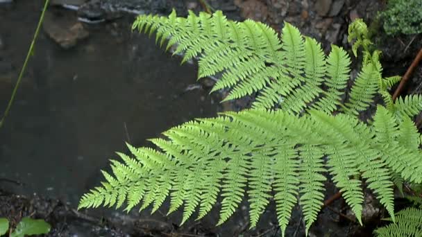 Regen in het bos: Drops vallen op de bladeren van de plant varens, middellange schot. — Stockvideo