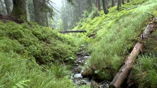 Regen in het bos: een klein riviertje stroomt langs de holte tussen de bomen. — Stockvideo