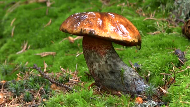 Regn i skogen: droppar av regn falla på svamp huvudet Bay kantarell, närbild. — Stockvideo