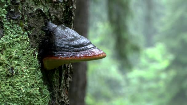 Pluie dans la forêt : des gouttes de pluie tombent sur la tête du champignon branché .