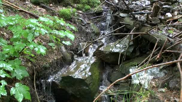Lluvia en el bosque: un pequeño arroyo fluye entre las piedras y las plantas . — Vídeos de Stock