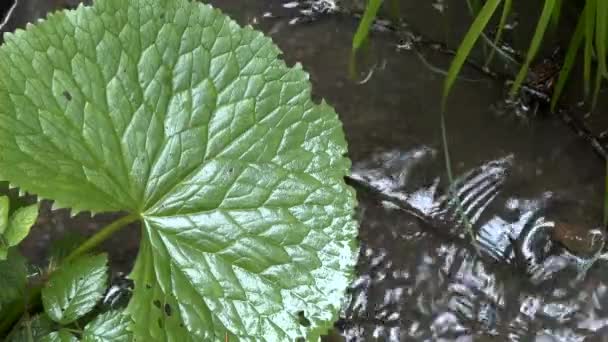 Regen im Wald: ein malerisches Blatt der Pflanze über dem Wasserlauf. — Stockvideo