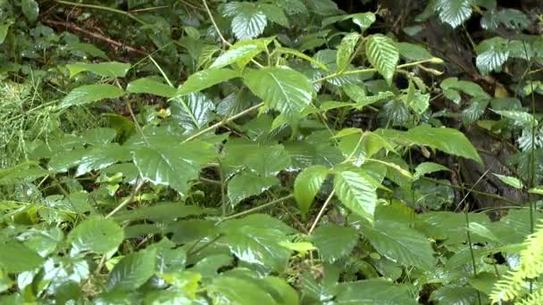 Déšť v lese: kapky padat na listech rostlin BlackBerry, öirok˝ záběr. — Stock video