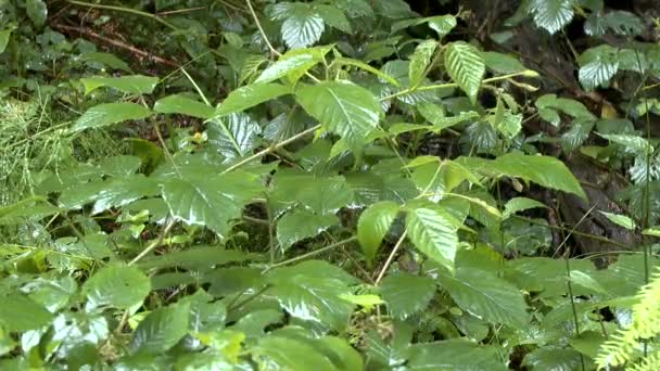 Rain in the forest: Drops fall on the leaves of the plant blackberry, wide shot. — Stock Footage Rain in the forest: Drops fall on the leaves of the plant blackberry, wide shot. Video Clip