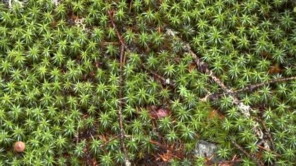 慢慢地从绿色苔藓的地毯上放大。天然质地. — 图库视频影像