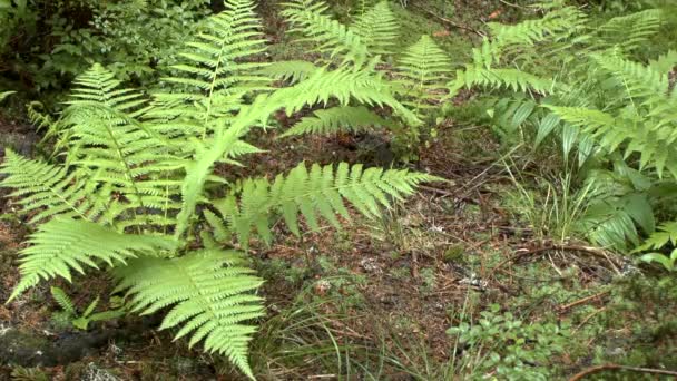 Bushes of common lady fern. — Stock Video