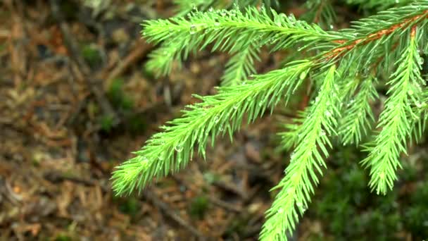 Lluvia en el bosque: gotas de lluvia en la aguja de la rama de abeto, primer plano . — Vídeos de Stock