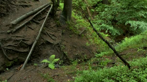 Um pequeno fluxo flui entre a grama e as árvores da floresta . — Vídeo de Stock