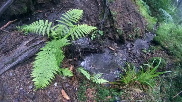 Живописное растение обыкновенная папоротник на берегу небольшого лесного ручья . — стоковое видео