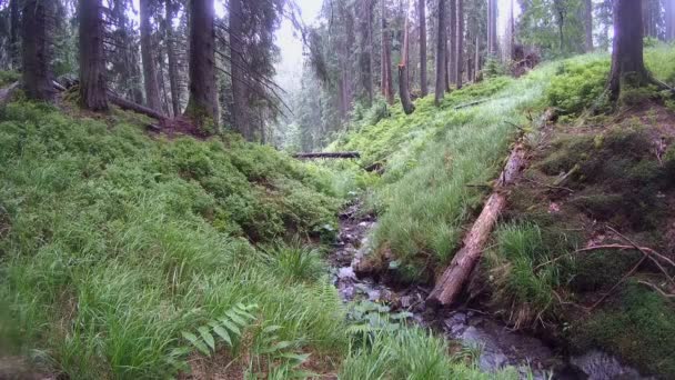 Lluvia en el bosque: un pequeño arroyo fluye entre las hierbas y los árboles del bosque . — Vídeo de stock