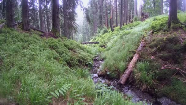 Pluie dans la forêt : de petits ruisseaux coulent parmi les herbes et les arbres de la forêt .