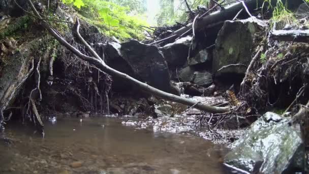 Chuva na floresta: gotas de chuva caem na água de um pequeno riacho . — Vídeo de Stock