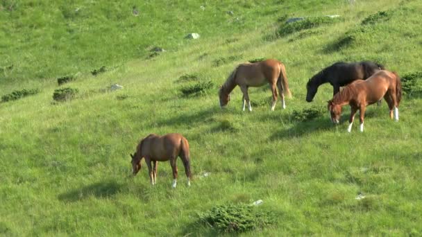 Flera hästar betar på en grön gräsbevuxen slänt. — Stockvideo