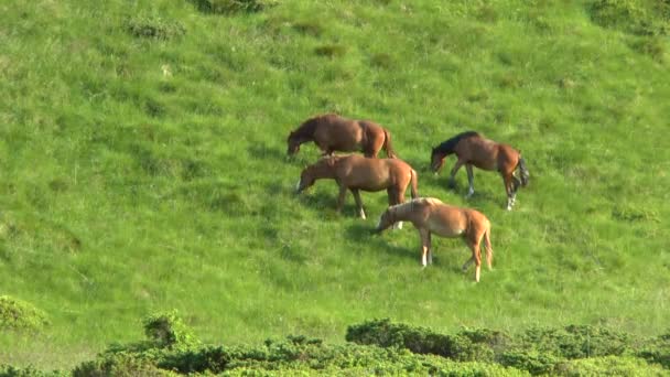 Vários cavalos pastam em uma encosta gramada verde . — Vídeo de Stock