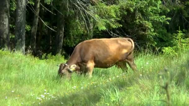 Orman kenarı: inek Orman ağaçları arka planı grazes. — Stok video