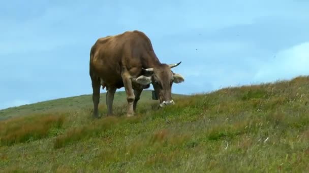 Alpine meadows: a cow grazes on a grassy slope against the sky. — Stock Video