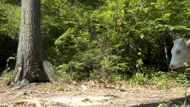 Bordo della foresta: le mucche con le campane passano sullo sfondo degli alberi . — Video Stock