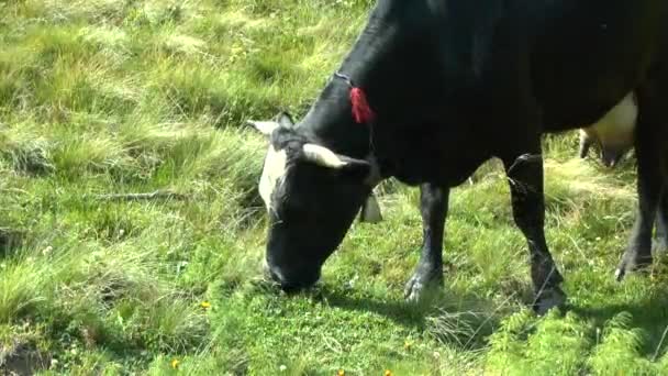 Μια αγελάδα που βόσκει σε μια πλαγιά με γρασίδι, μεσαίο πλάνο. — Αρχείο Βίντεο