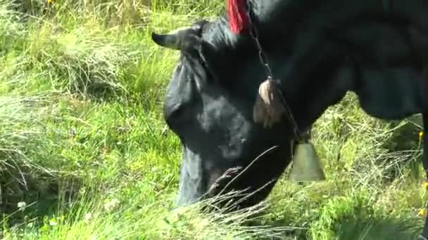 Uma vaca pastoreia em uma encosta gramada, close-up . — Vídeo de Stock