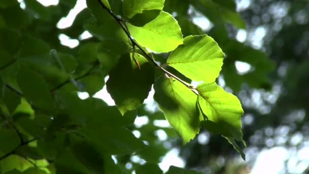 Hojas de Aspen en luz solar retroiluminada . — Vídeos de Stock