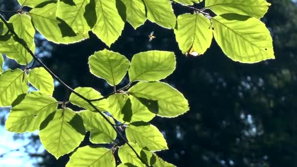 Осина листья в подсвеченном солнечном свете . — стоковое видео