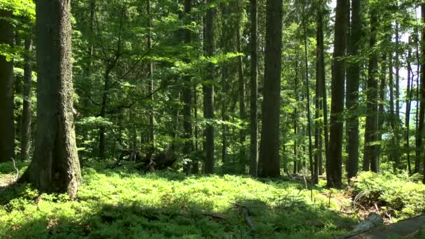 Bosque montañoso salvaje: troncos de árboles . — Vídeos de Stock