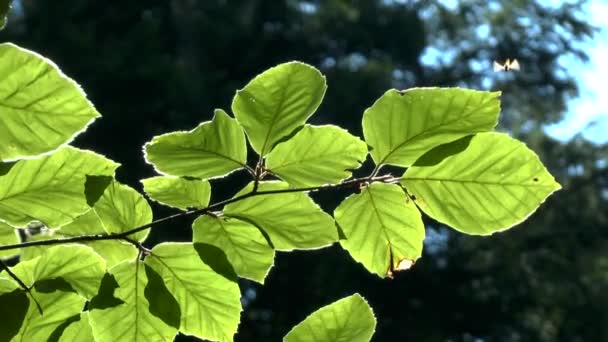 Aspen bladeren in backlit zonlicht. — Stockvideo