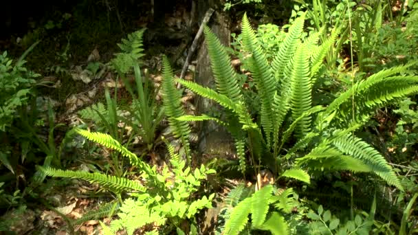 Kerst Fern in zonlicht doorgegeven via de kronen. — Stockvideo