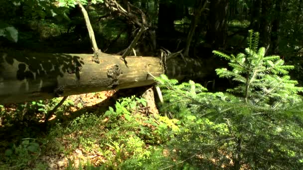 Floresta selvagem: uma árvore caída à luz do sol passou pelas coroas .. — Vídeo de Stock