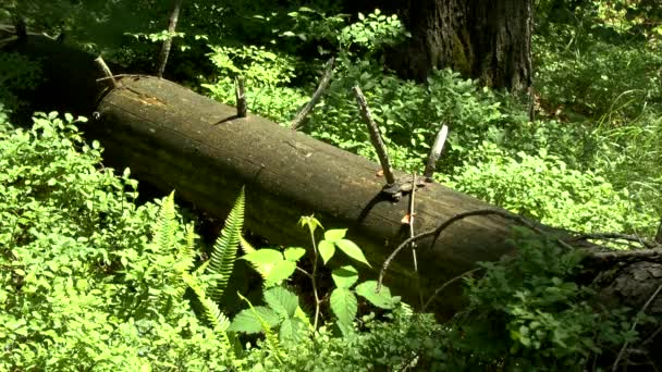 Wild bos: een omgevallen boom in gedempt zonlicht doorgegeven via de kronen van het bos. — Stockvideo