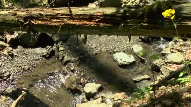 Floresta selvagem: um riacho fluindo entre as pedras e árvores caídas . — Vídeo de Stock