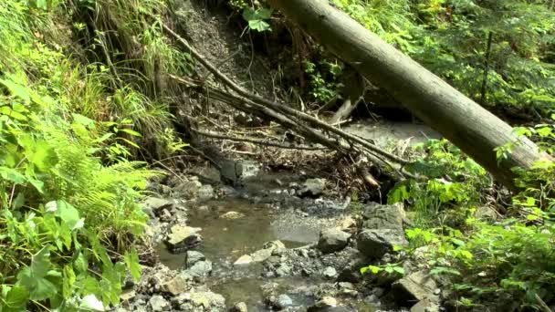 Floresta selvagem: um riacho fluindo entre as pedras e árvores caídas . — Vídeo de Stock