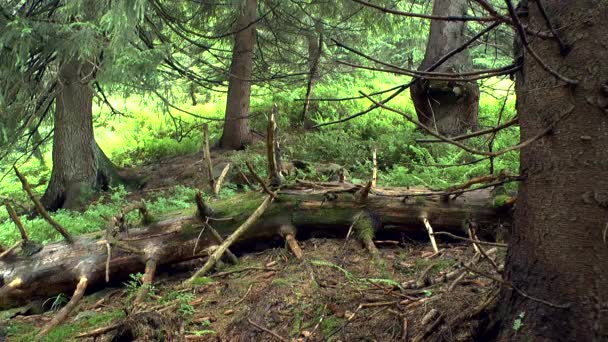 Bois sauvage : tronc d'arbre tombé recouvert de mousse verte .