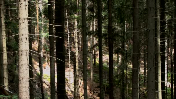 Borový les: sluneční paprsky osvětlují kmeny stromů. — Stock video