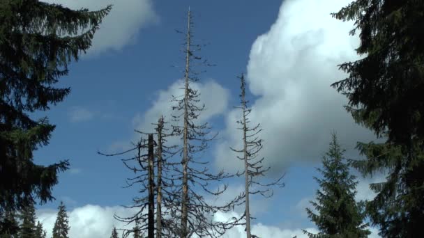 Ladin ormanı: birkaç kuru ağaçlar bulutlu gökyüzü arka planı. — Stok video