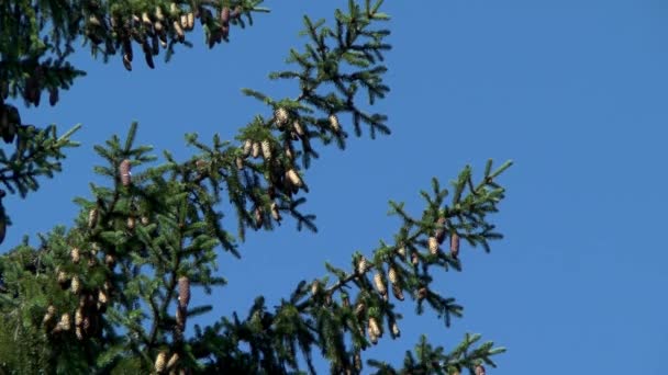 Bosque de abeto: ramas de un árbol con conos contra un cielo azul . — Vídeo de stock