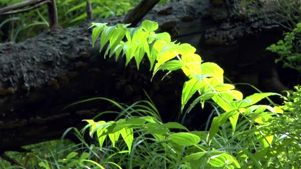 숲: 숲의 크라운을 통과 하는 햇빛에 초본 식물. — 비디오